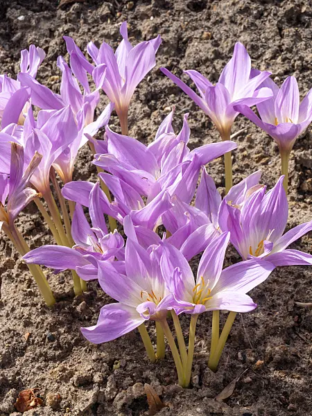 453006 - Autumn crocus (Colchicum speciosum)