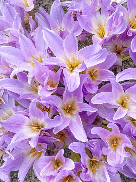 464098 - Autumn crocus (Colchicum speciosum)