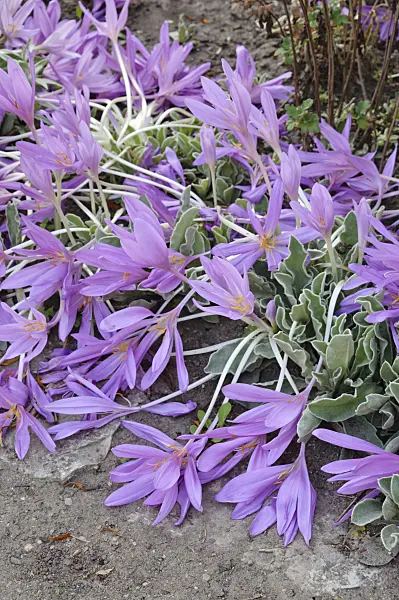 476201 - Autumn crocus (Colchicum speciosum)