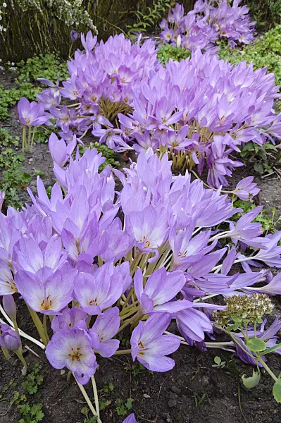 476202 - Autumn crocus (Colchicum speciosum)