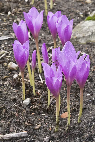 549192 - Autumn crocus (Colchicum speciosum)
