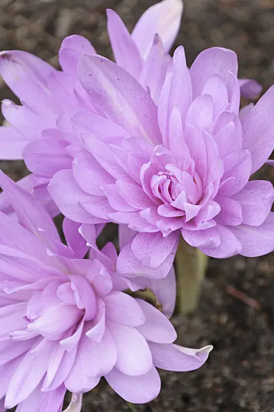 489024 - Autumn crocus (Colchicum Waterlily)
