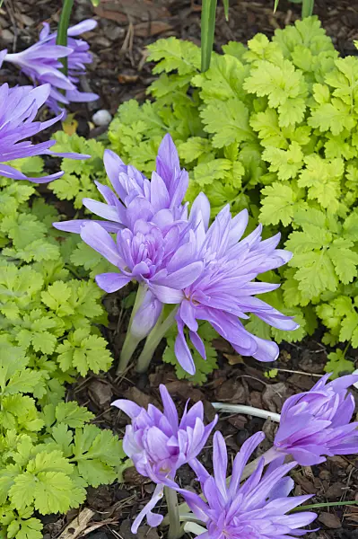 512106 - Autumn crocus (Colchicum Waterlily)