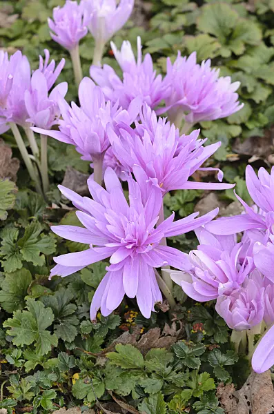 525073 - Autumn crocus (Colchicum Waterlily)