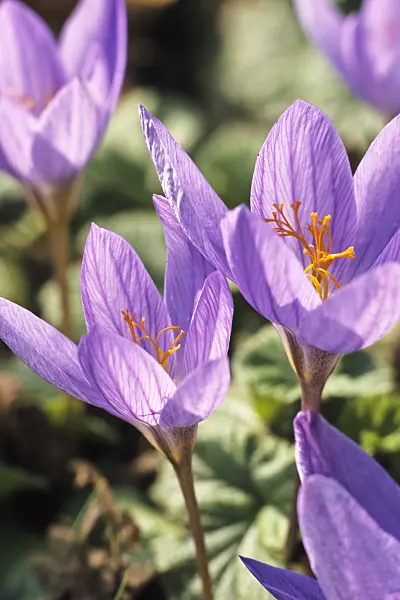 370032 - Autumn crocus (Crocus speciosus)