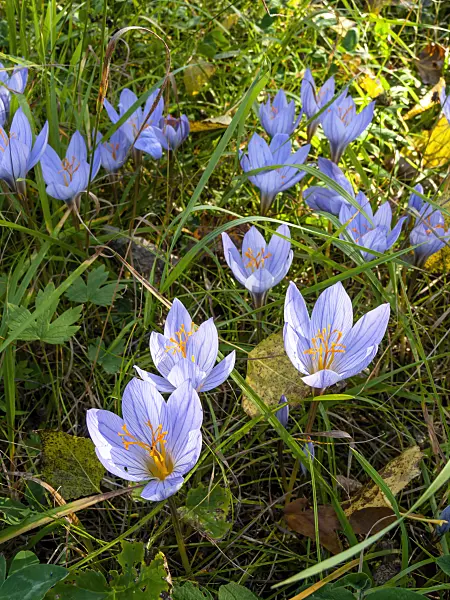 430092 - Autumn crocus (Crocus speciosus)