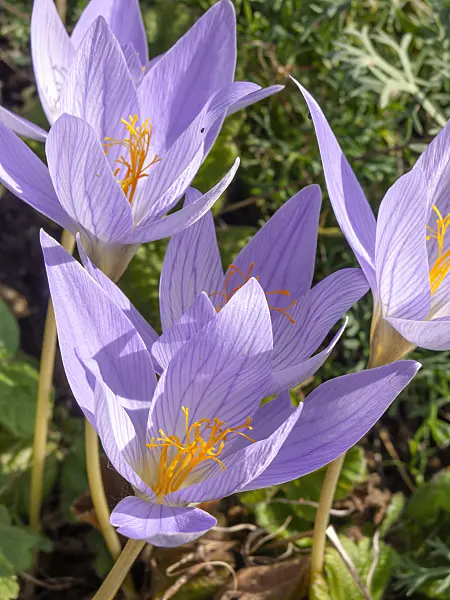 442090 - Autumn crocus (Crocus speciosus)