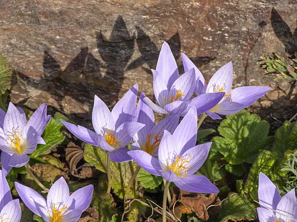442091 - Autumn crocus (Crocus speciosus)