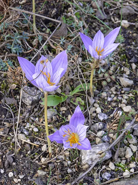 465112 - Autumn crocus (Crocus speciosus)