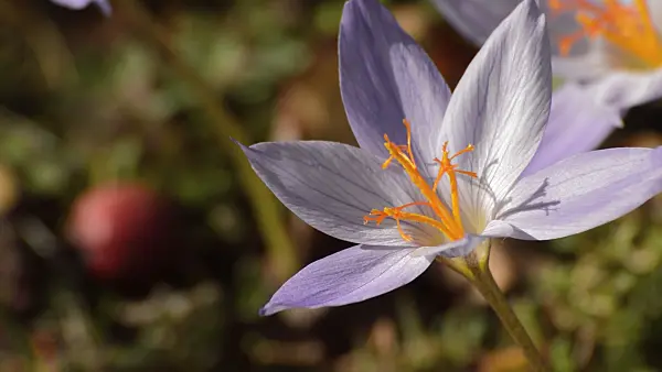 513093 - Autumn crocus (Crocus speciosus)