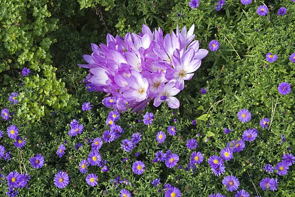 609020 - Autumn crocuses (Colchicum) and asters (Aster)