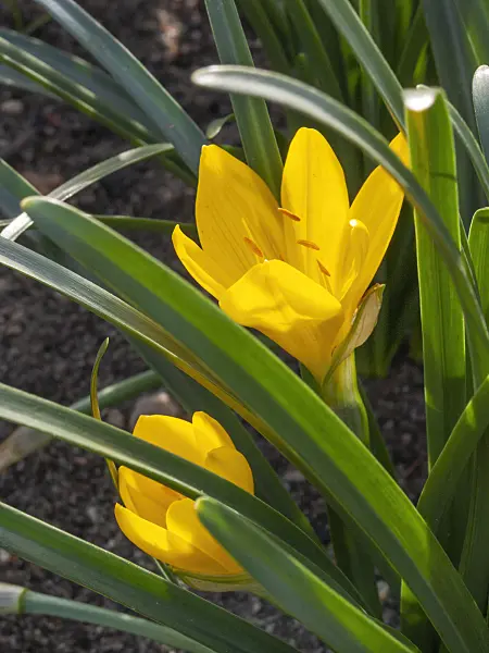 406003 - Autumn daffodil (Sternbergia lutea)