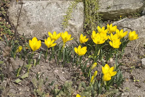 549176 - Autumn daffodil (Sternbergia lutea)