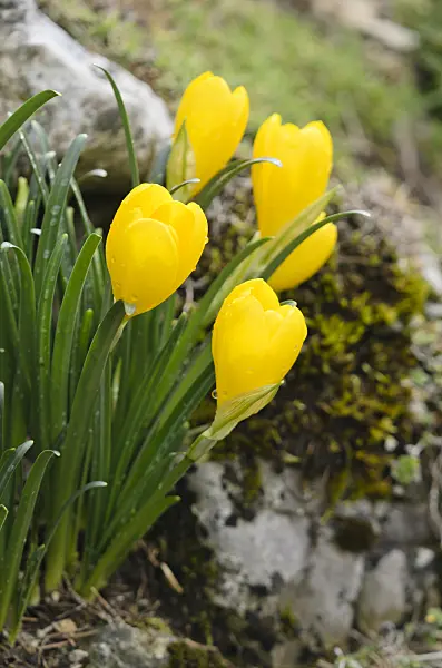 572033 - Autumn daffodil (Sternbergia lutea)