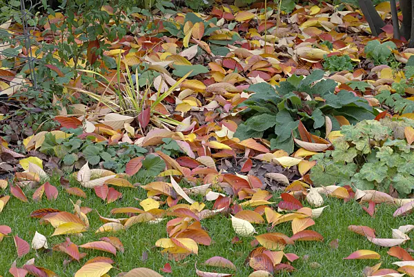 463098 - Autumn foliage