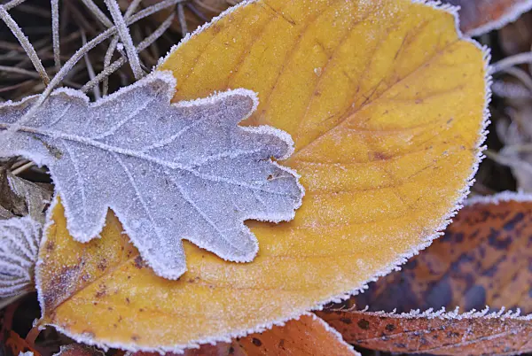 517009 - Autumn leaves with hoar frost