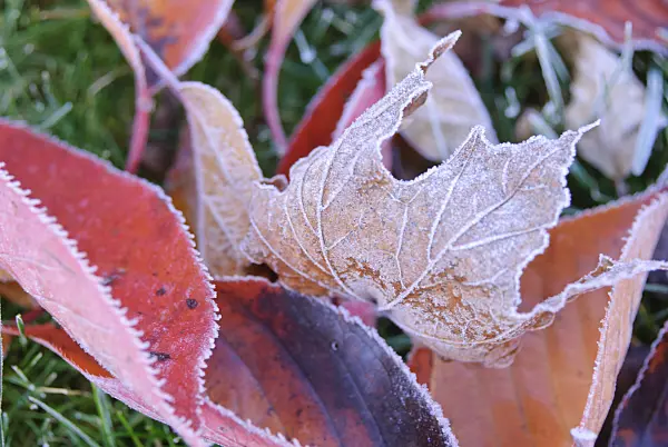 517010 - Autumn leaves with hoar frost