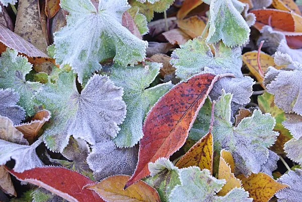 517011 - Autumn leaves with hoar frost