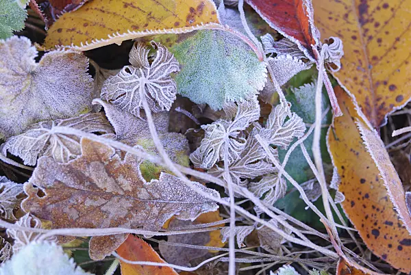 517012 - Autumn leaves with hoar frost
