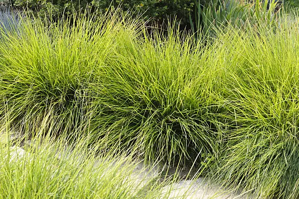 486212 - Autumn moor grass (Sesleria autumnalis)