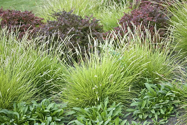 502431 - Autumn moor grass (Sesleria autumnalis)