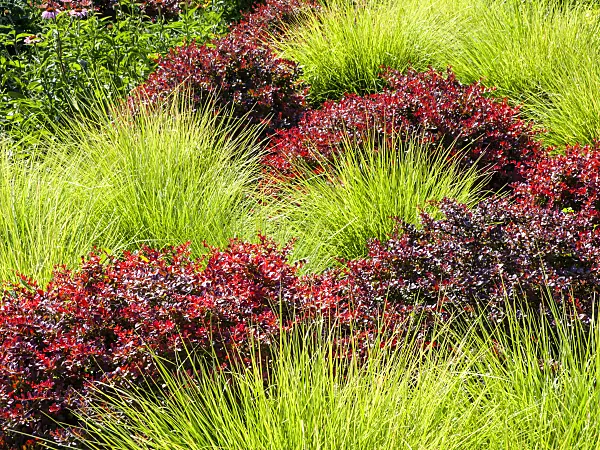 462018 - Autumn moor grass (Sesleria autumnalis) and purple leaf barberry (Berberis thunbergii 'Atropurpurea')
