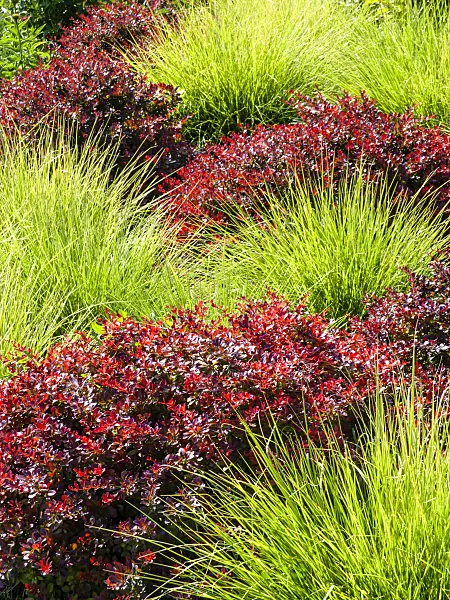 462019 - Autumn moor grass (Sesleria autumnalis) and purple leaf barberry (Berberis thunbergii 'Atropurpurea')
