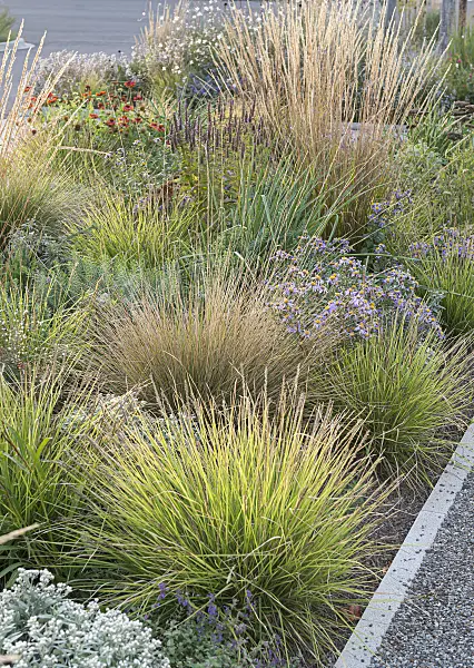 651526 - Autumn moor grass (Sesleria autumnalis) and reed grass (Calamagrostis x acutiflora 'Waldenbuch')