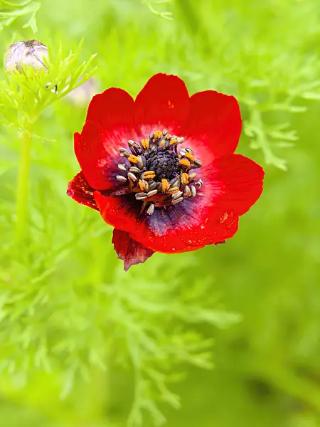 450007 - Autumn pheasant's eye (Adonis annua)