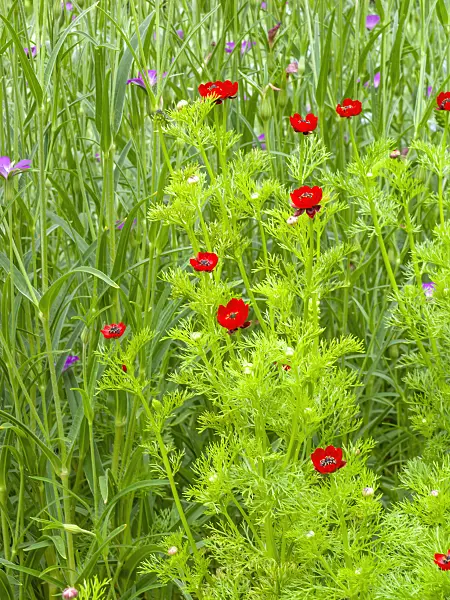 450008 - Autumn pheasant's eye (Adonis annua)