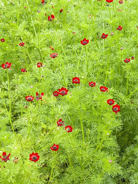 450009 - Autumn pheasant's eye (Adonis annua)