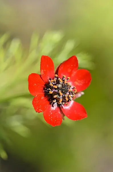 547376 - Autumn pheasant's eye (Adonis annua)