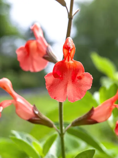 426155 - Autumn sage (Salvia greggii)