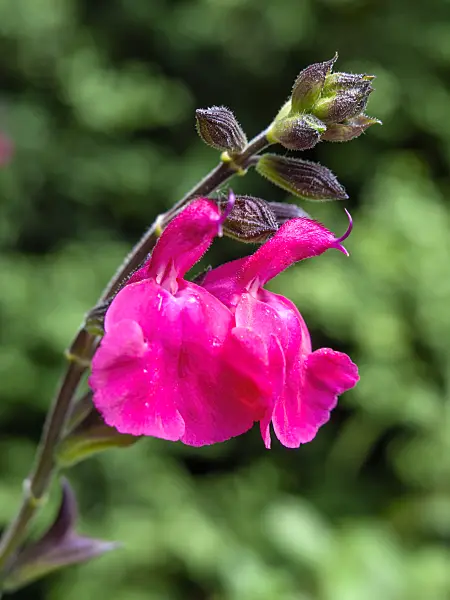 426150 - Autumn sage (Salvia greggii 'Fr. Rupp')