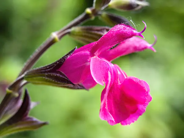426151 - Autumn sage (Salvia greggii 'Fr. Rupp')