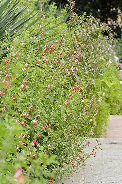 533123 - Autumn sage (Salvia greggii 'Hot Lips')