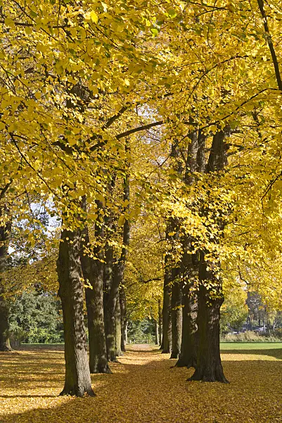 609068 - Autumnal alley of lime trees