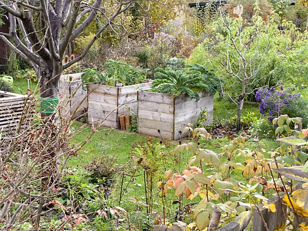 478050 - Autumnal allotment garden with raised beds