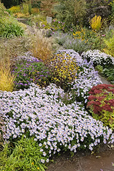 477044 - Autumnal garden wit bushy asters (Aster dumosus)