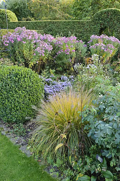 477029 - Autumnal garden with fountain grass (Pennisetum) and asters (Aster)