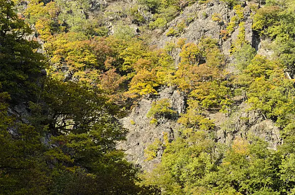 501217 - Autumnal mountain forest, Bode Valley Nature Reserve, Germany