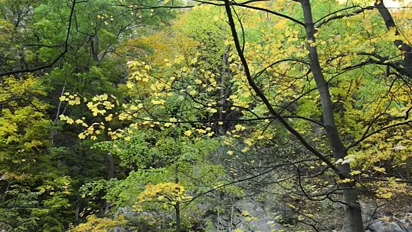 501231 - Autumnal mountain forest, Bode Valley Nature Reserve, Germany