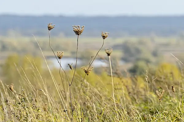 501126 - Autumnal slopes of Oder River near Gartz, Lower Oder Valley National Park Germany