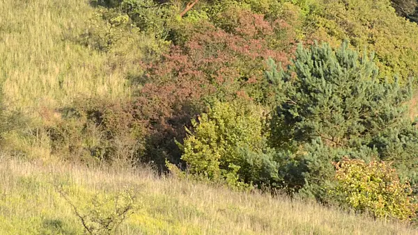 501131 - Autumnal slopes of Oder River near Gartz, Lower Oder Valley National Park, Germany