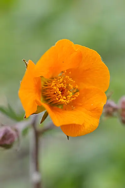 472055 - Avens (Geum heldreichii 'Georgenberg')