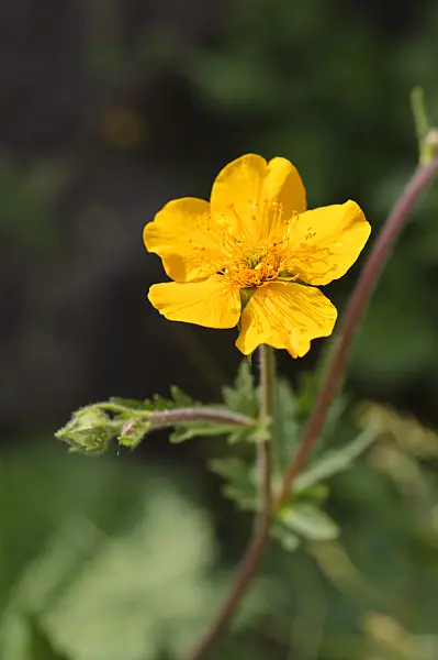 472122 - Avens (Geum rhodopeum)