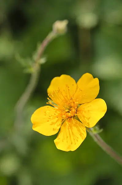 472123 - Avens (Geum rhodopeum)