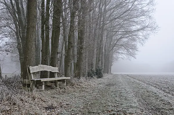 563018 - Avenue and wooden bench with hoar frost