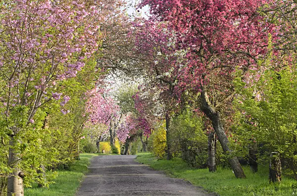 543052 - Avenue avec des arbres fruitiers en fleurs