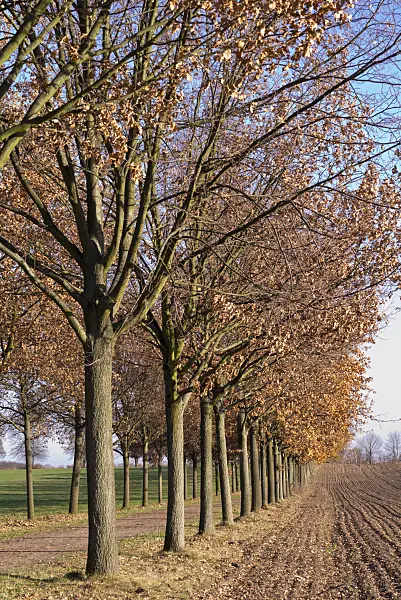 576026 - Avenue des jeunes chênes, Brandebourg, Allemagne